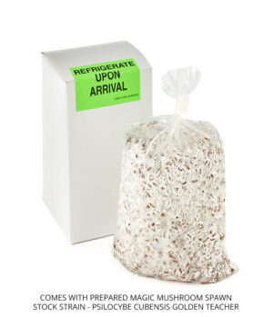 product spawn new pic golden teacher