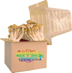 mini kit with shrooms cutout e1632729411771