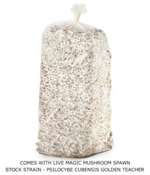 new spawn with text golden teacher